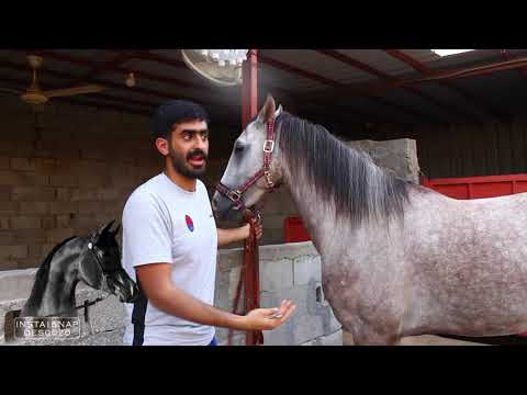 فيديو: كيفية رعاية قطة منزلية (بالصور)