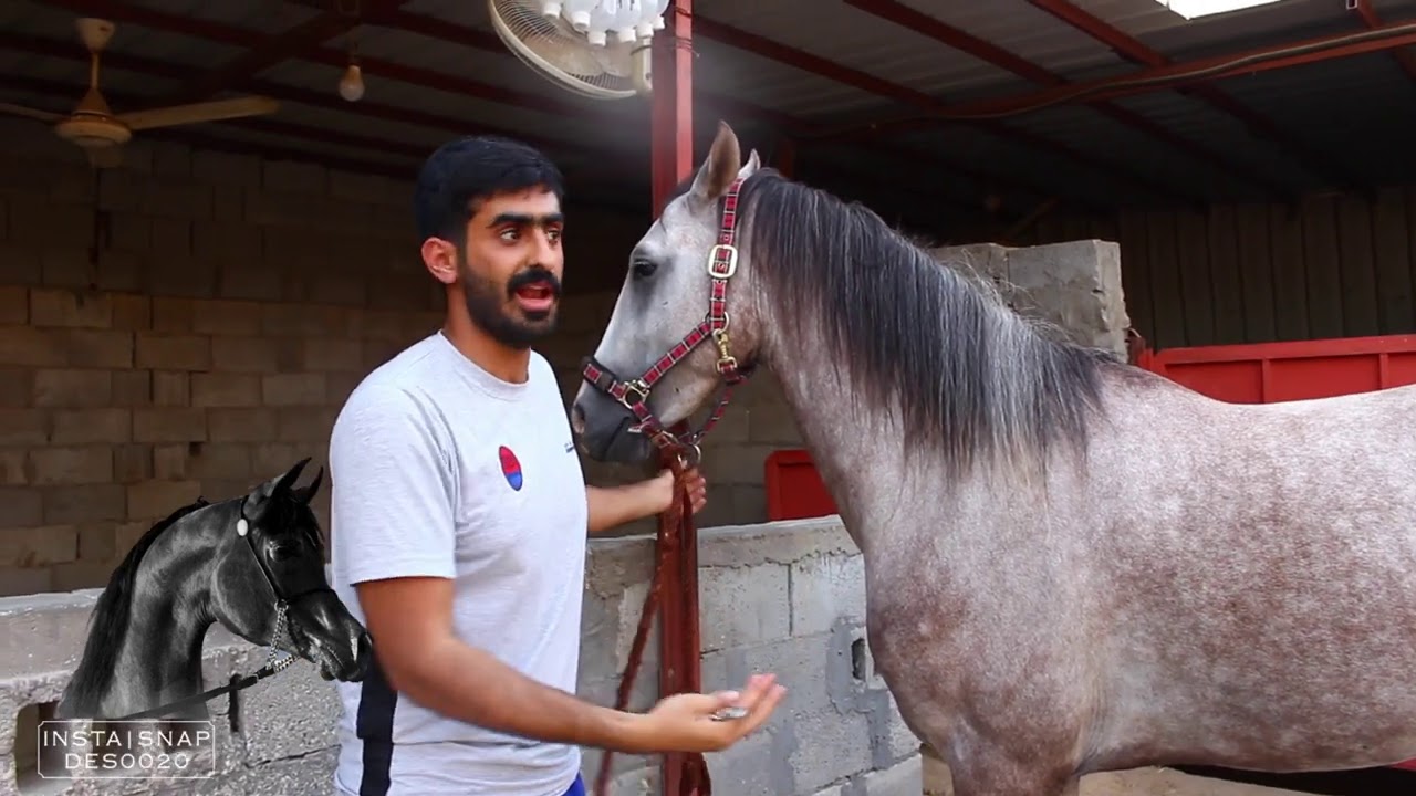 التعامل مع الحصان الجديد - كيف يثق فيك حصانك معلومات سحرية - النصري