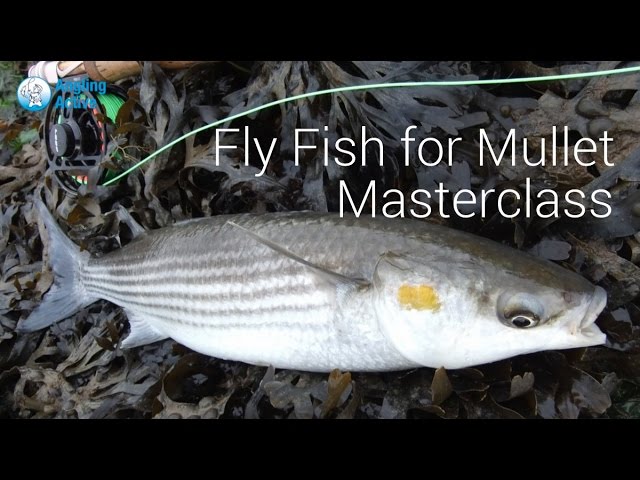 Shore Saltwater FLY FISHING - Sea BASS on Sandeel Flies 