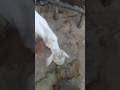 my goat vlog 1