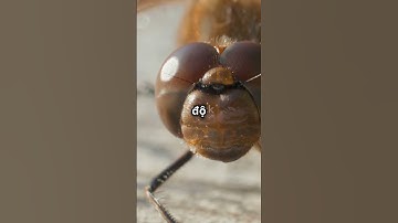 Top 3 sự thật thú vị về loài chuồn chuồn #facts #animals #youtubeshorts #khampha #shortvideo #funny