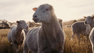 A Sunset in the Southern Highlands | Sony FX3
