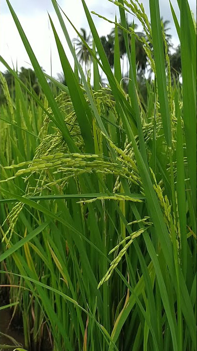 Cinematic video Sawah | padi berbunga - malai padi || Terbaru 2022 - Pameran sawah #shorts