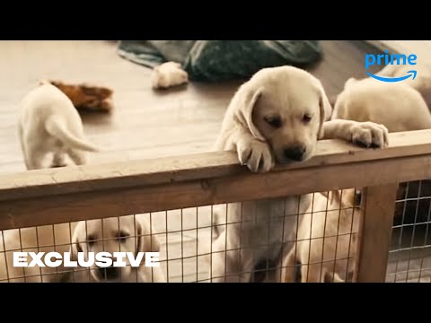 dog-days-of-summer---exclusive-|-prime-video