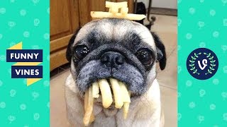 Adorable Pug Compilation  Cute Dog Videos | Funny Vines