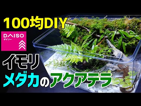 イモリ メダカの アクアテラリウム 作り方100均diy メダカ室内飼育にも使えるイモリウム作成 How To Make A Tabletop Aquaterrarium Youtube