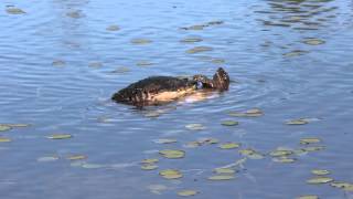Snapping Turtles mating