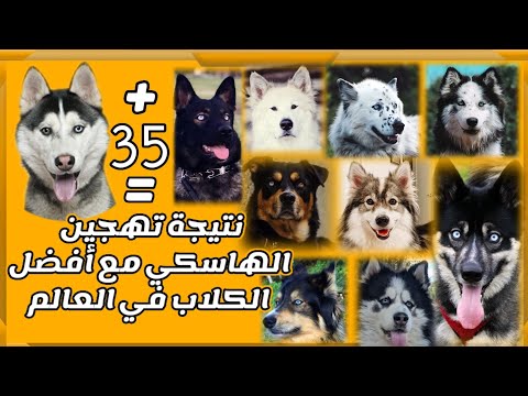 فيديو: 7 مزعج يزعج الناس الكلب الخاص بك (ولكن لا يمكن أن أقول لك لوقف)