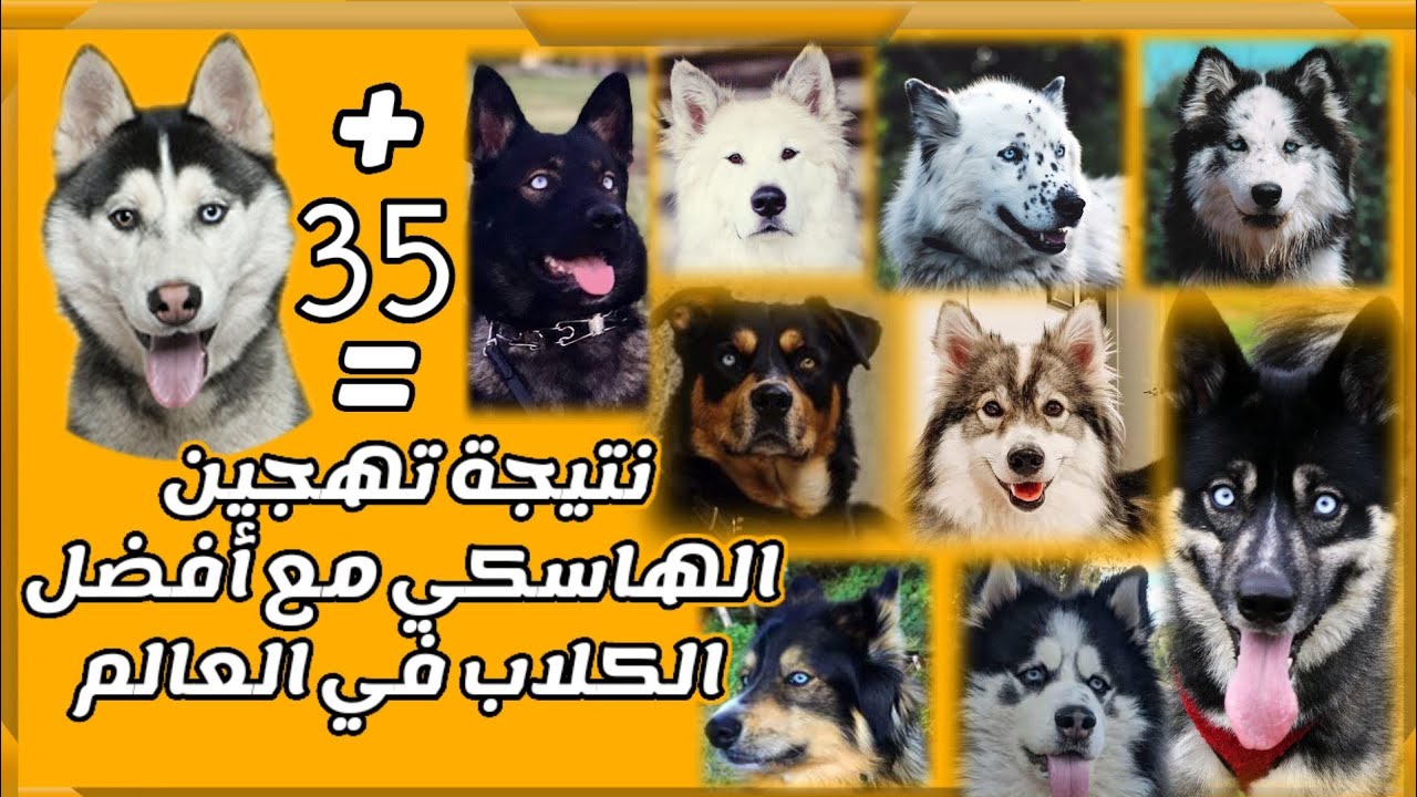 نتيجة تهجين كلب الهاسكي مع أفضل 35 كلب في العالم || Husky mix - YouTube