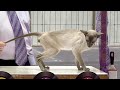 CFA International Show 2019 - Shorthair Adult Class Judging - Siamese