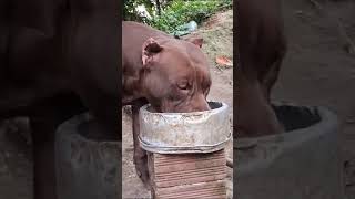 Pit Bull American Bully Feeding