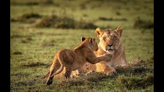 Morning fun with the lions - Maasai Mara, Kenya