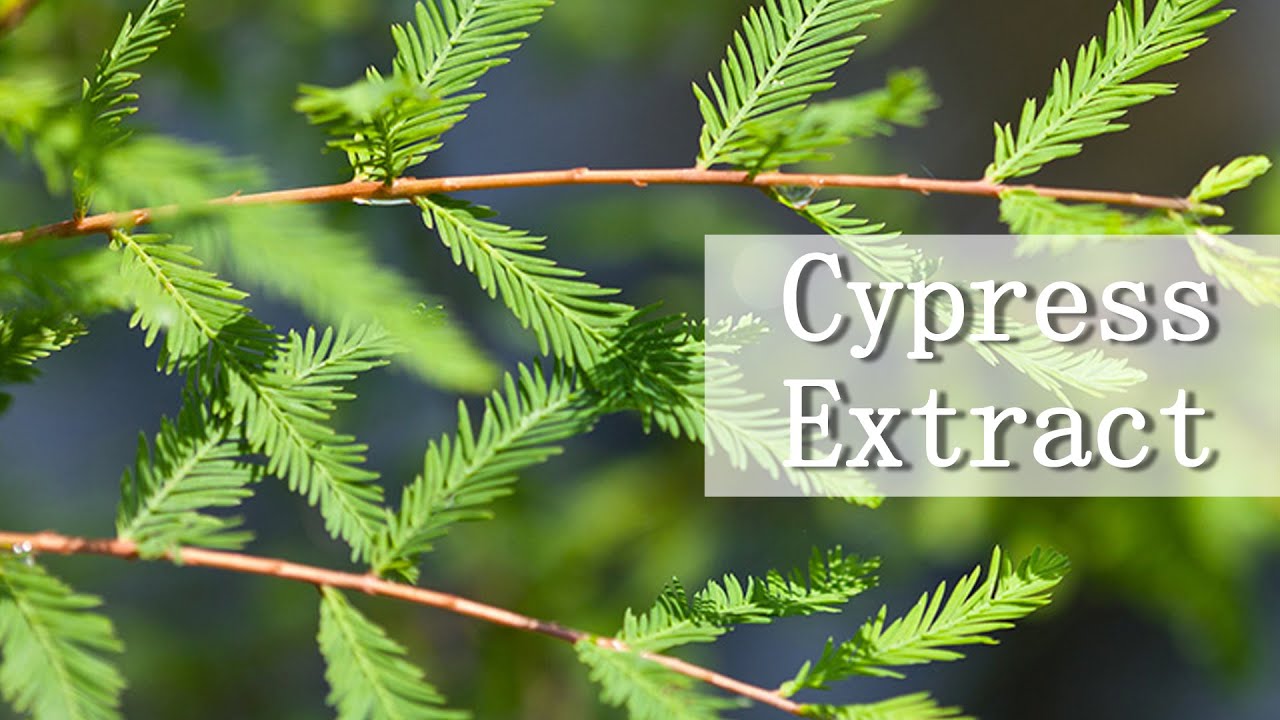 Cypress Extract fight aging used in skin care product, moisten dry detoxification used in medecine