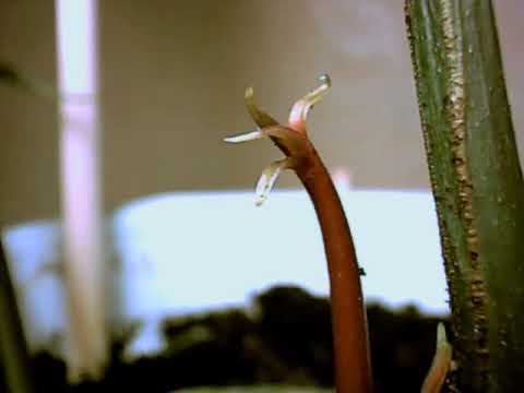 Росток манго