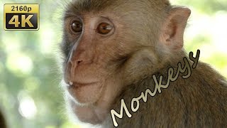 Rhesus Monkeys near Wat Tham Pha Mak Ho, Isaan - Thailand 4K Travel Channel