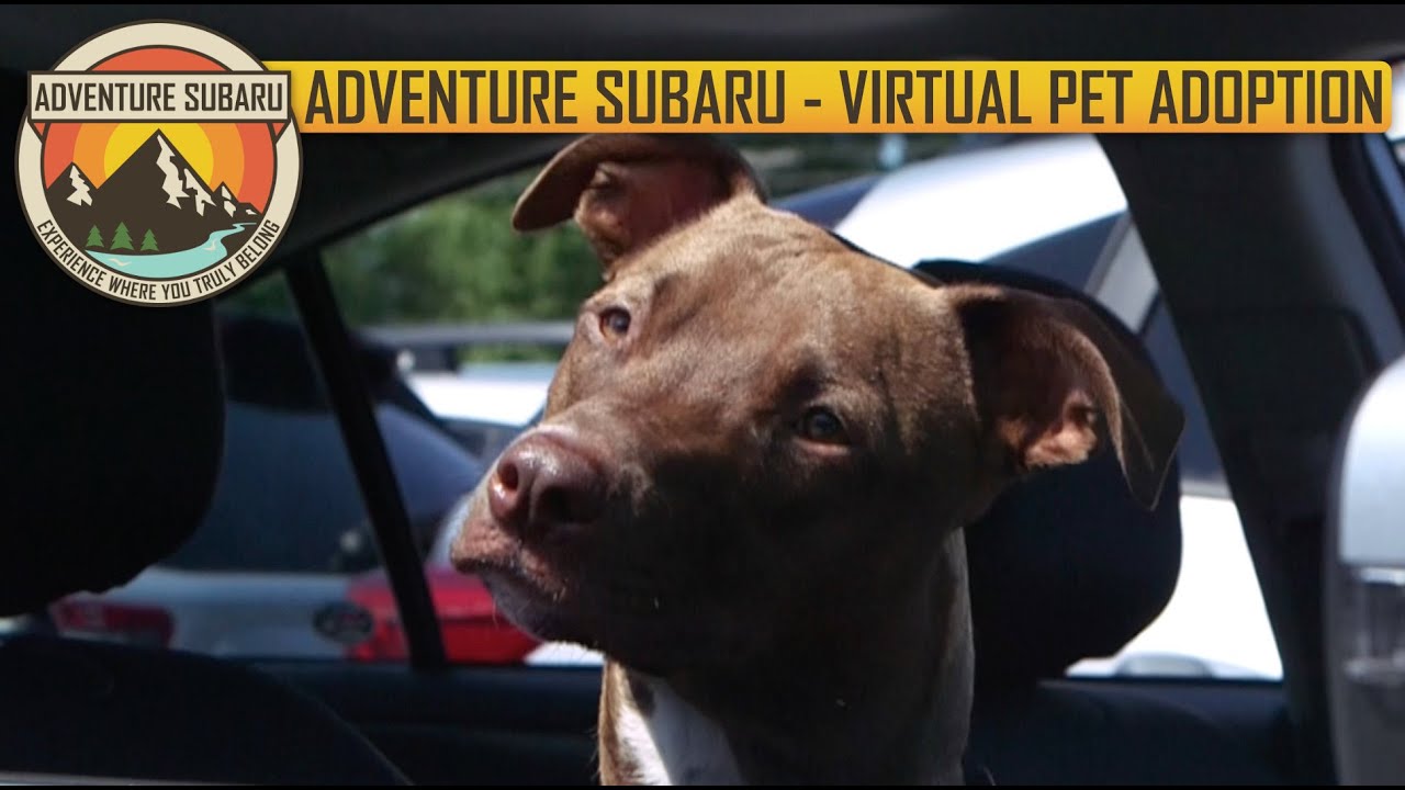 Rescue Village: Virtual Pet Adoption Event 2020