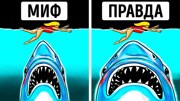 Главные мифы о мегалодоне, которые возникли благодаря кинематографу