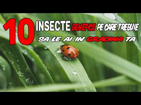 Video: Insecte Benefice în Grădină (partea 2)