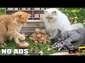 12 Hours Calming Music for Cats ✨ Dreamy Piano Sleep Music for Peaceful Cats