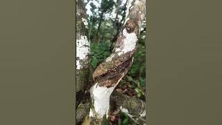 buah gitaan ternyata tumbuh diakarnya