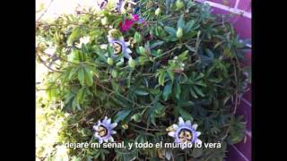 Mamá 2 SD 480p 2