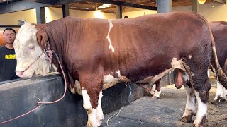 MAIN KE KANDANG SAPI RAKSASA ADT FARM KUALITAS UNIK ‼️🔥🔥🔥