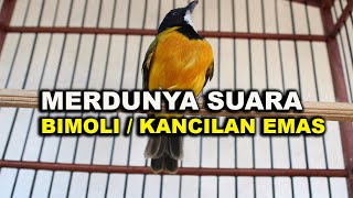 MERDUNYA SUARA BURUNG GOLDEN WHISTLER/KANCILAN EMAS ASLI PULAU JAWA