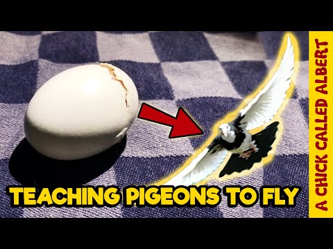 Video: Where Do The Pigeon Chicks Hide?