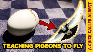 Hatching Pigeon Eggs that were Not Supposed to Be by A Chick Called Albert 4,226,684 views 2 years ago 9 minutes, 54 seconds