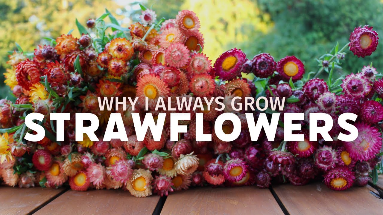 Соломенные цветы для срезки и поделок | Советы по выращиванию, сбору, сушке и созданию венков