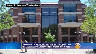 University Of Michigan Shuts Down Campus Library For 2 Days After Discovering Venomous Spiders