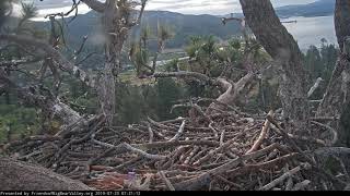 Big Bear Eagles * Angel Cookie Appears to Glow! After Simba Fledged * Adult Vocals Heard in Distance