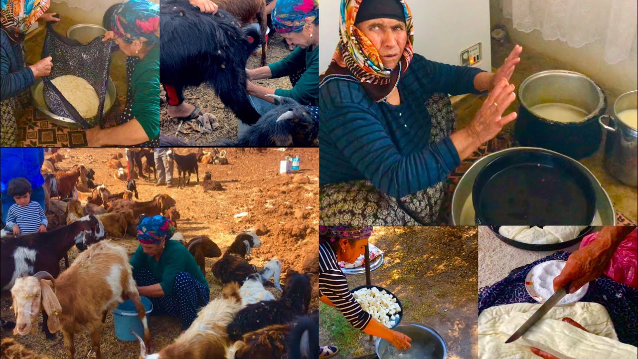 Köy hayatı Yemek'lik keçi peynir yapımı günlük vlog