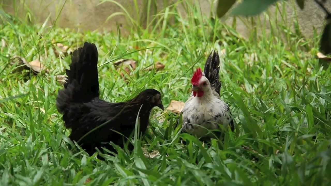 Malaysian Serama Chickens Goes Outdoor