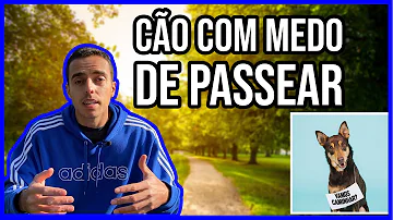 Como fazer meu cachorro perder o medo de passear?
