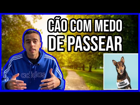 Vídeo: Por Que Meu Cachorro Tem Medo De Sair De Casa?