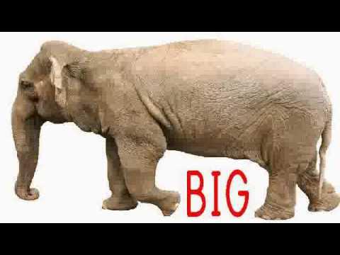 Big and small song. Big small song for kids. Big and small song. Big and small song. Jack and jill | nursery rhymes for babies by littlebabybum - abcs and.