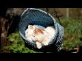 つりかごみみとしろ 191114