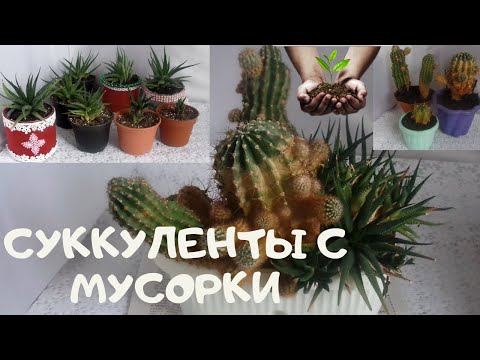 Суккуленты, выброшенные в январе