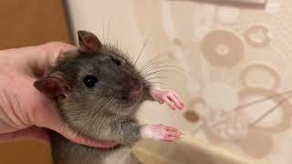 Крысёнок Моисей хочет быть дикой крысой. #rat #крысы #animal #животные #крысенок