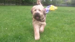 Irish Wheaten Terrier babe  Rufus.