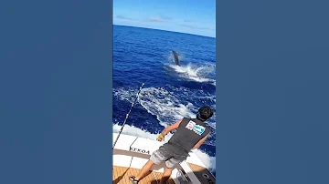 BLACK MARLIN ON THE WIRE