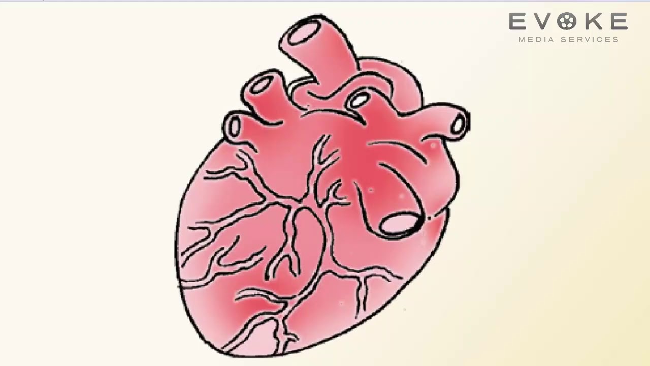 FUNCTION OF INTERNAL BODY PARTS KIDS KNOWLEDGE ENGLISH YouTube