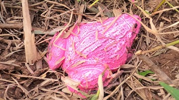 Thảo Cady đi lái máy xúc giải cứu được rất nhiều các con vật, con cua, máy xúc, con ếch,