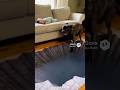 Wake up Prank!Dog's Reaction is Funny #shorts