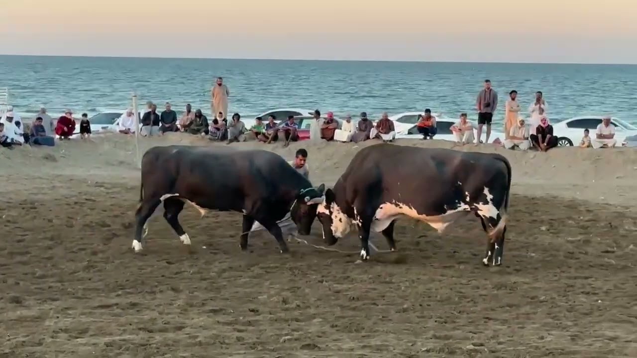 الجمر والمزيون