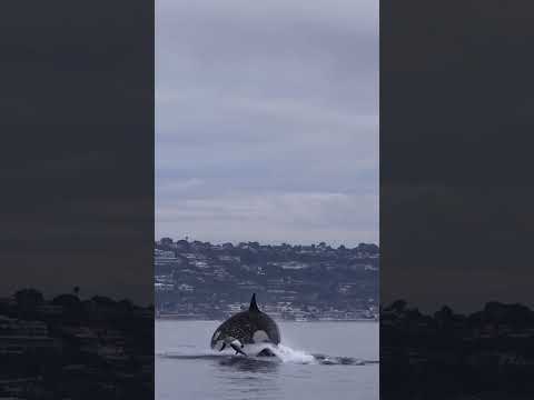 Orca hits a dolphin so hard it does multiple rotations!