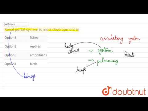 Renal portal system is most development in