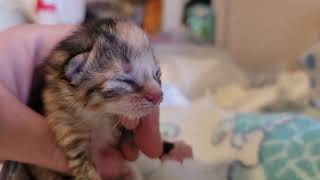 Bottle feeding 1 day old kittens