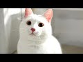 Као-мани - описание самой редкой и дорогой породы кошек